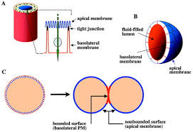 They cover organs and body the epithelial cells in the female reproductive tract play many important roles, including secreting. Epithelial Cell Polarity From The Outside Looking In Physiology