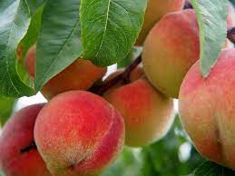 Check spelling or type a new query. 30 Peach Tree Varieties Types Of Peach Trees
