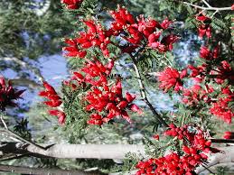 Image result for Schotia afra