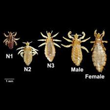 Image result for what do lice look like in dog fur