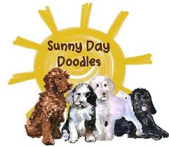 We did not find results for: Sunny Day Doodles Australian Labradoodle Breeder Matthews Nc