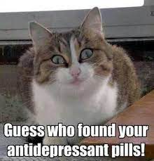 Pin By Karen Colvin On Humor Funny Animals Cute Funny Animals Funny Cat Memes