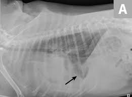 Pleural effusion refers to a buildup of fluid in the space between the lungs and the chest cavity. Acute Pleural Effusion In A Dog Clinician S Brief
