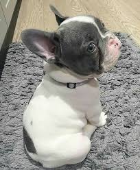 Fransiz Bulldog Sevimli Hayvan Yavrulari Yavru Kopek Komik Hayvan