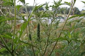 Ambroisie à feuilles d'armoise / ambroisie élevée. Risque Tres Eleve D Allergie A L Ambroisie Dans La Nievre Une Plante Bien Installee Difficile A Eradiquer Nevers 58000