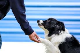 Border collies are exceptionally energetic, loving, and likeable. Reasons To Rescue A Border Collie Battersea Dogs Cats Home