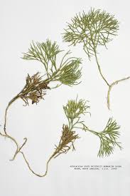 Image result for Tristachya nodiglumis