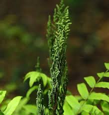Image result for Osmunda regalis