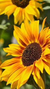 Best Fonds Decran Oiseaux Images On Pinterest 736 1308 Flowers Photography Sunflower Photography Sunflower Pictures