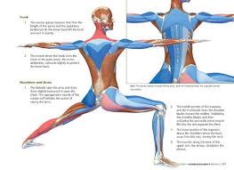 Is it on the ventral or dorsal side of the body? The Key Poses Of Yoga Scientific Keys Volume 2 Yoga Yoga Life Poses