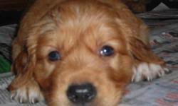 You've come to the right place! Akc Golden Retriever Puppy Price 500 For Sale In Grantville Georgia Best Pets Online