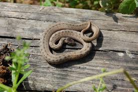 We did not find results for: Don T Kill That Snake Without These Louisiana Species Rodents Will Be Out Of Control Home Garden Theadvocate Com