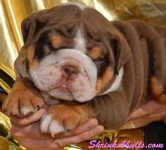 Two black tri, a chocolate tri, and a lilac or blue tri, all boys! Pin On Fedor Bull
