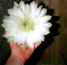 Cereus peruvianus is a perennial succulent plant from cacti family up to 15 meters high at their place of origin, about 8 m in white flowers up to 16 cm in length. Plantfiles Pictures Cereus Species Andes Organ Pipe Peruvian Apple Queen Of The Night Spiny Hedge Cactus Cereus Hildmannianus Subsp Uruguayanus By Swtpea1943