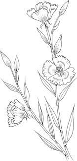Clarkia Amoena Farewell To Spring Coloring Page Free Printable Coloring Pages Spring Coloring Pages Flower Coloring Pages Flower Drawing