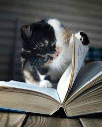 Pin By Writer S Relief On Between Their Pages Cats Crazy Cats Cute Cats