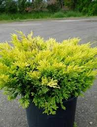 We did not find results for: Taxus Cuspidata Nana Aurescens From Nvk Nurseries