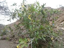 Image result for Acridocarpus chloropterus