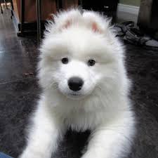 A member of the spitz family, this pup first come from siberia. Samoyed Dog Husky