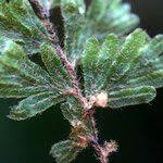 Image result for Hymenophyllum capillare