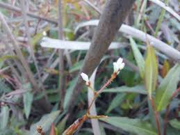 Image result for Persicaria strigosa