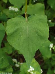 Image result for Fagopyrum esculentum