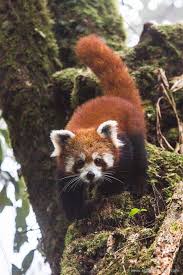 Tracking Red Pandas In Nepal How To See These Animals In The Wild Nature Photography Animals Animals Wild Endangered Animals