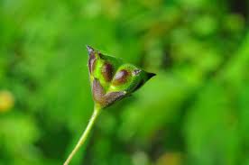 Image result for Wissadula