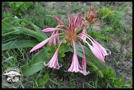 Image result for Crinum stuhlmannii