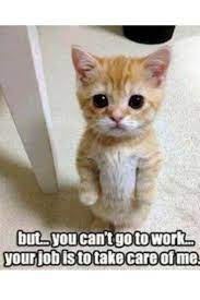 Pin By Jennifer Cuellar On Too Cute Funny Animal Pictures Funny Animal Quotes Cute Animals