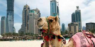 Dubai motels dubai hostels dubai campgrounds business hotels dubai family hotels dubai spa hotels in dubai luxury hotels in dubai dubai green hotels romantic hotels in dubai dubai beach hotels dubai resorts drive an atv, go sand boarding, and don bedouin dress for a camel ride. Where Can I Ride A Camel In Dubai Dubai Travel Planner