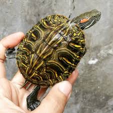Why My Red Eared Slider Turtle Won T Eat Desert Palms Health And Fitness Club