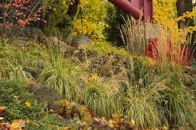 Image result for Moraea carsonii