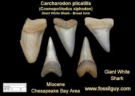 Fossils are old, but you can't tell. Fossil Shark Tooth Identification For Calvert Cliffs Of Maryland Fossilguy Com