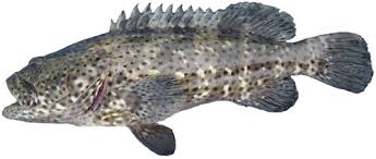 Blackspotted Rockcod Estuary Fish Identification