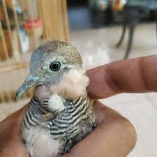 Suara perkutut warna silver crossing suara besar cocok untuk. Mohamad Yasin Yusuf Perkutut Kolocokro Permata Bf Moh Yasin Yusuf Lokasi Jepun Tulungagung Kota Klik Wa Di Bawah Ini Https Wa Me 6285648311422 Perkutut Putih Kapas Perkutut Cemani Mojopahit Perkutut Putih Lurik Mata Merah Albino Perkutut