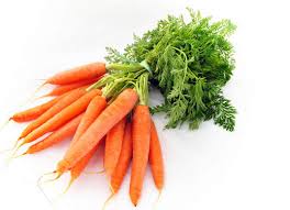 Image result for Daucus carota
