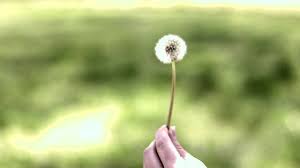 See more of dandelion blowing in the wind on facebook. Woman Blowing Dandelion In The Wind 1798034 Stock Video At Vecteezy