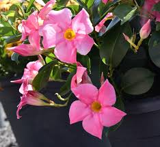 Image result for dipladenie hybrida rio obrázek