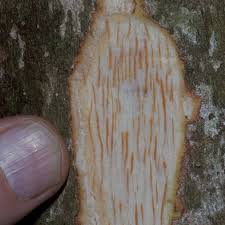 Image result for Lindackeria