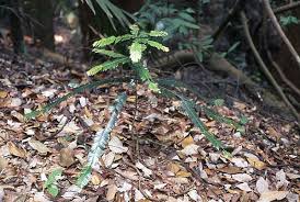 Image result for Anisophylleaceae