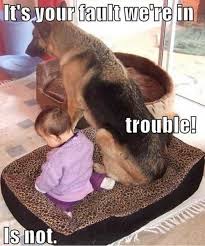 Naughty Corner Funny Dog Pictures Funny Animals Funny Dogs