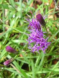 Image result for Vernonia isoetifolia