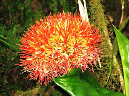 Image result for Crambe kilimandscharica