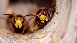 Destruction de nids de guêpes et frelons à quetigny. Comment Detruire Un Nid De Frelons Cote Maison