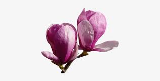Tube De Fleurs De Magnolia Fleur Corse Dessin Png Free Transparent Png Download Pngkey Pin amazing png images that you like. magnolia fleur corse dessin png