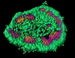 Following assembly, ribosomes are transported to the cell cytoplasm where they serve as the sites for protein synthesis. New Function For The Nucleolus