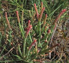 Image result for Salicornia perrieri