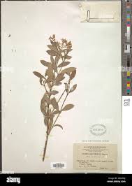 Image result for Odyssea paucinervis