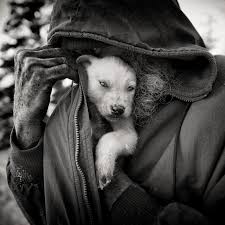 Chrisgibbs Dog Musher Animals Beautiful Dogs